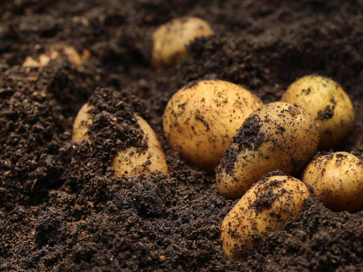 Nærbillede af opgravede kartofler i muldjord.