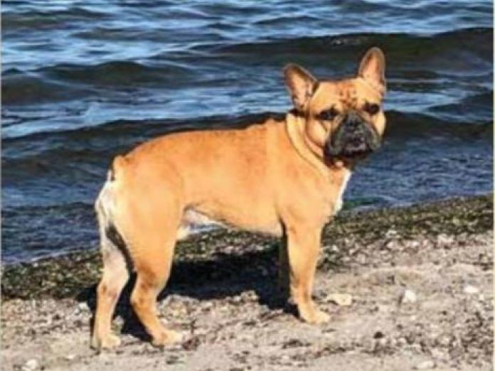 Hund af racen fransk bulldog ved vandkanten på en strand. Hunden er lys i pelsen med mørk snude.